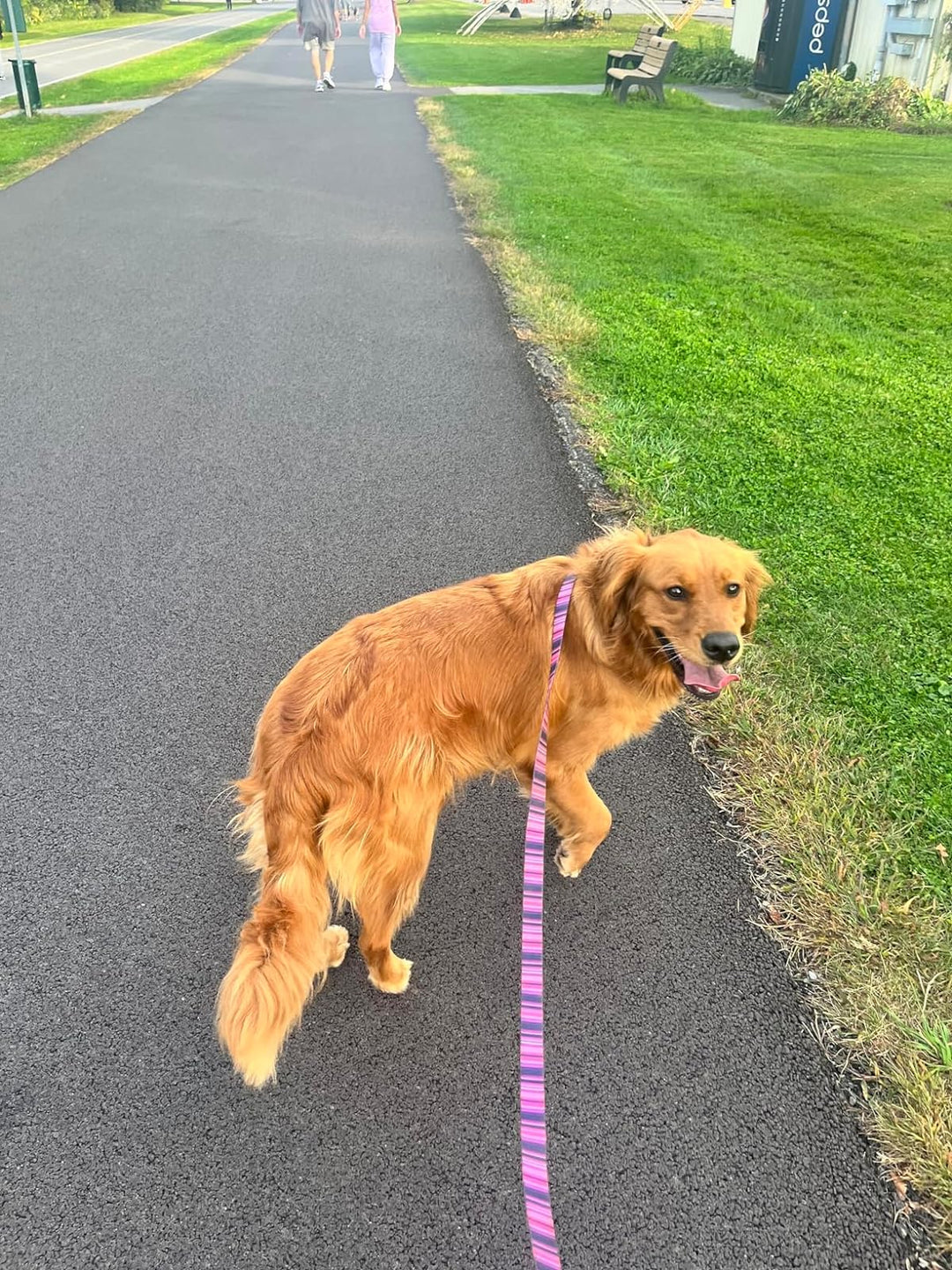 Waterproof Dog Collar & 6 ft Leash Set: Pink