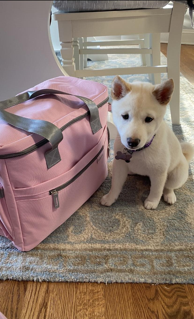 Dog with Bag