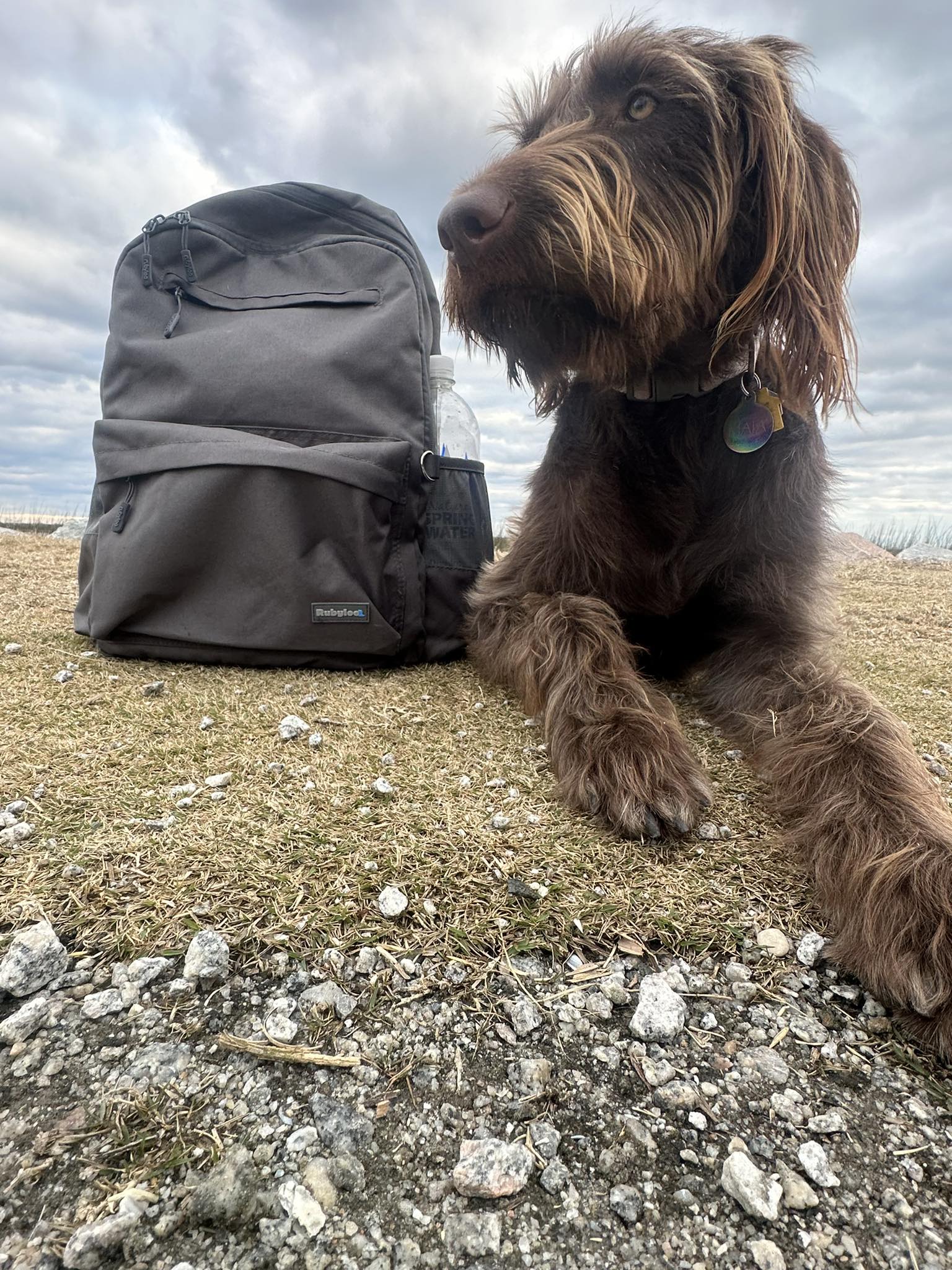 Dog with Bag