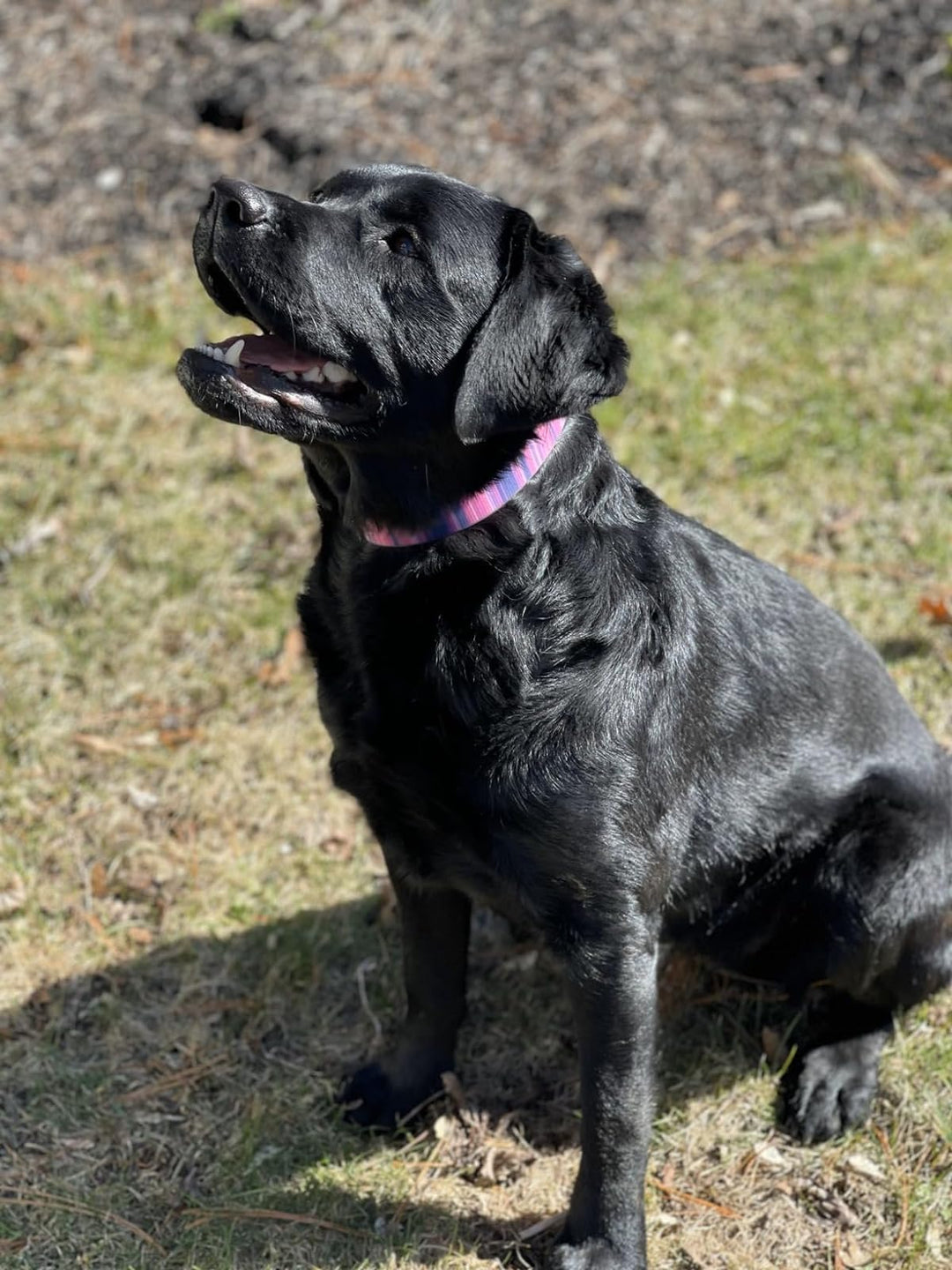 Waterproof Dog Collar & 6 ft Leash Set: Pink