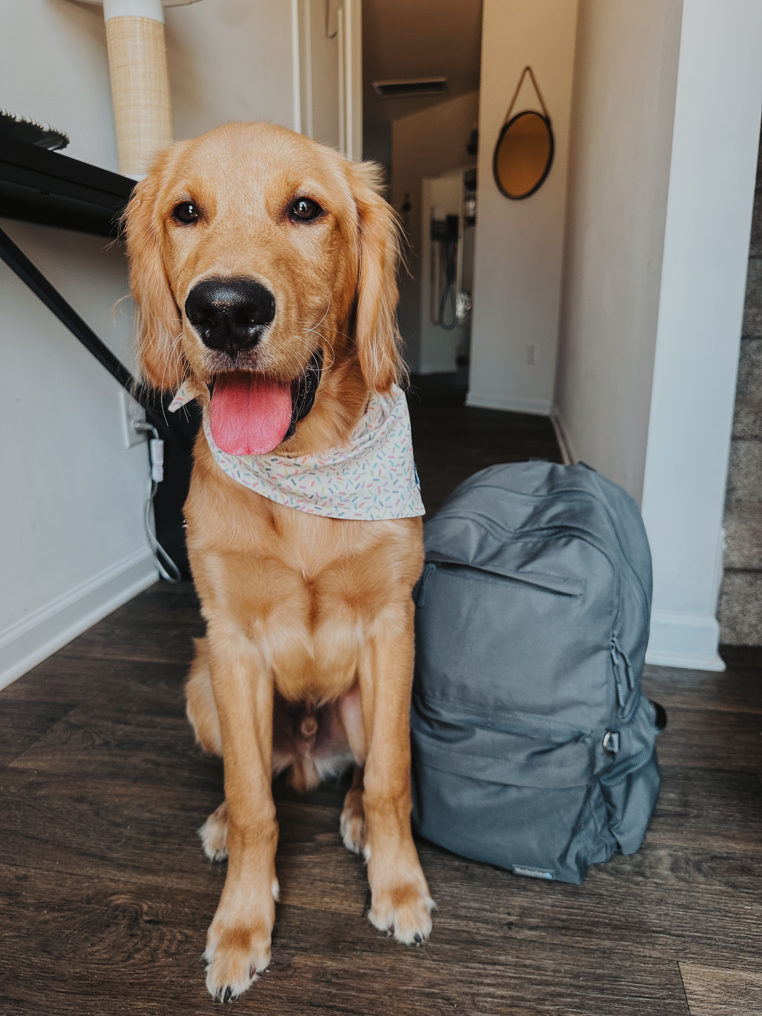 Dog with Bag