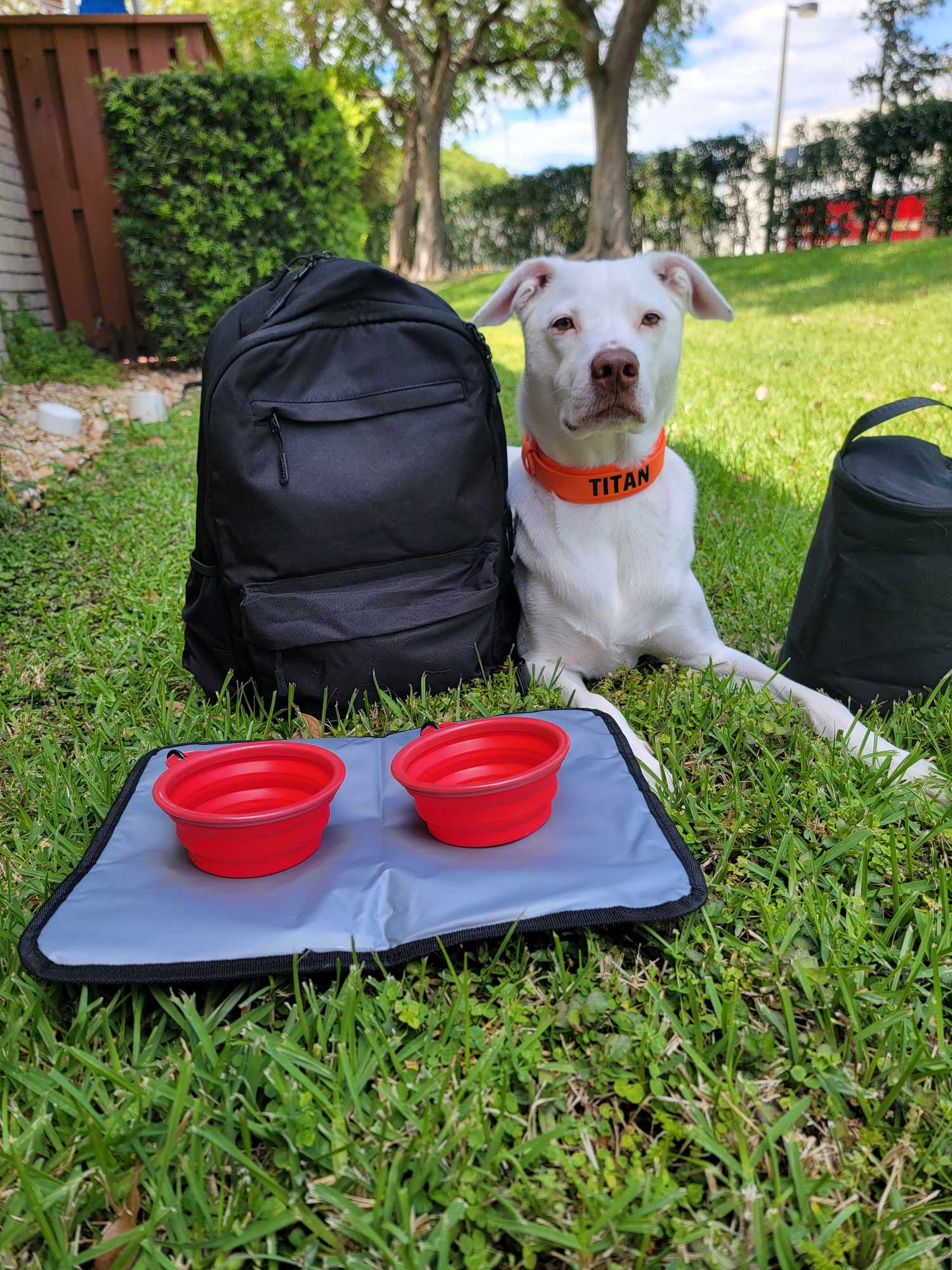 Dog with Bag