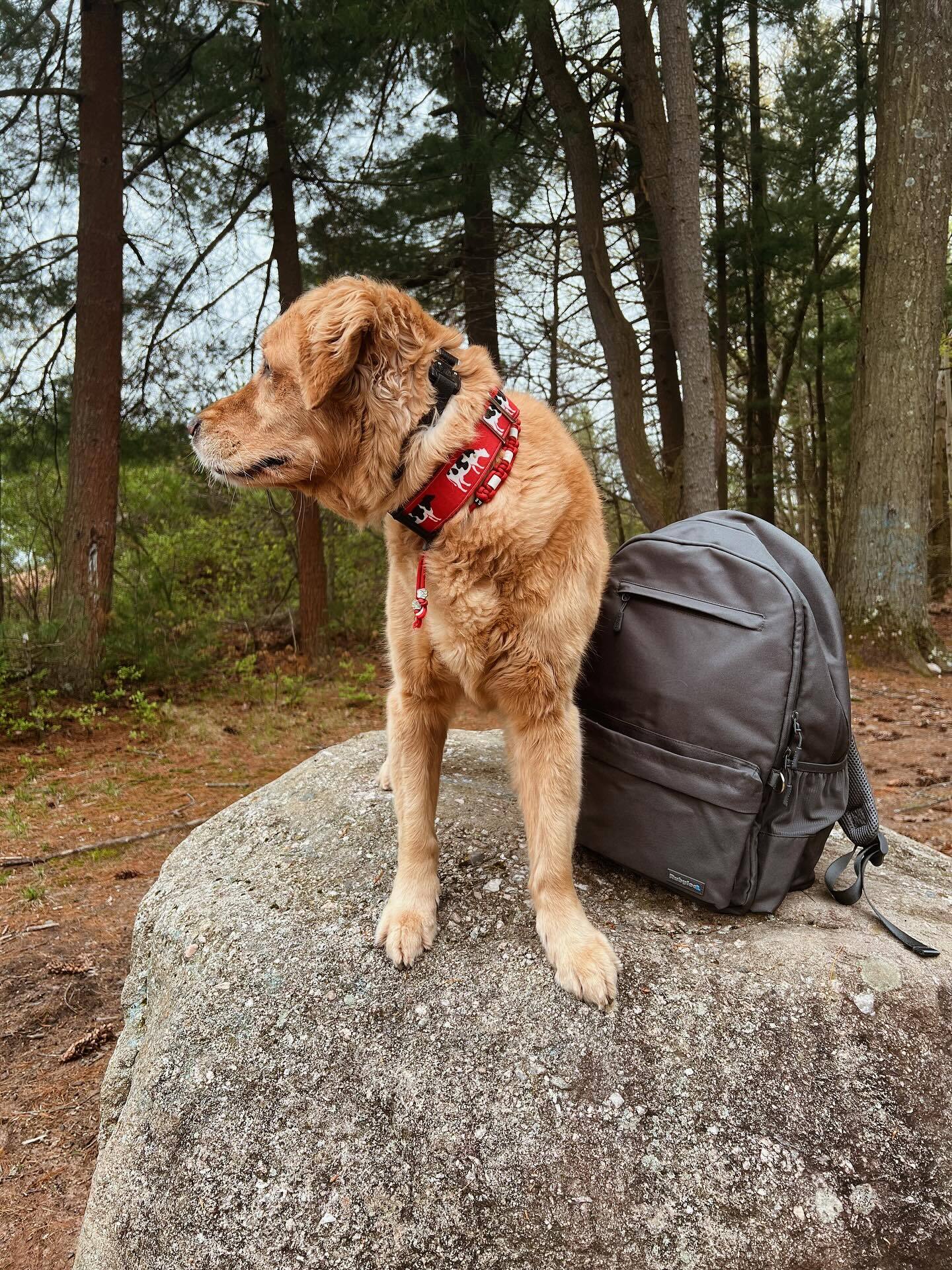 Dog with Bag