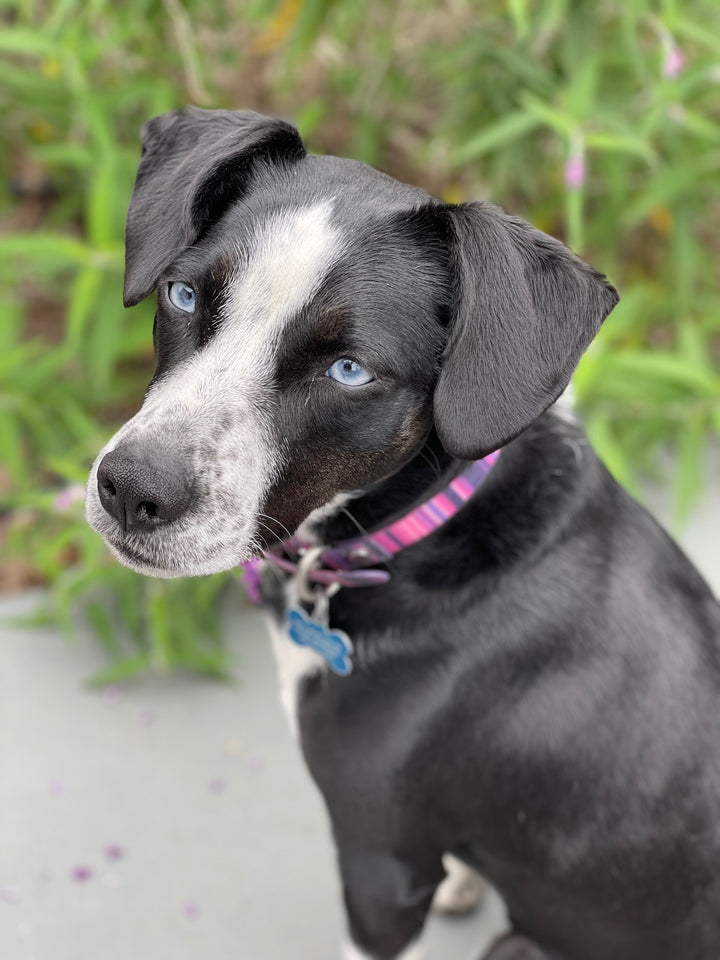 Waterproof Dog Collar & 6 ft Leash Set: Teal