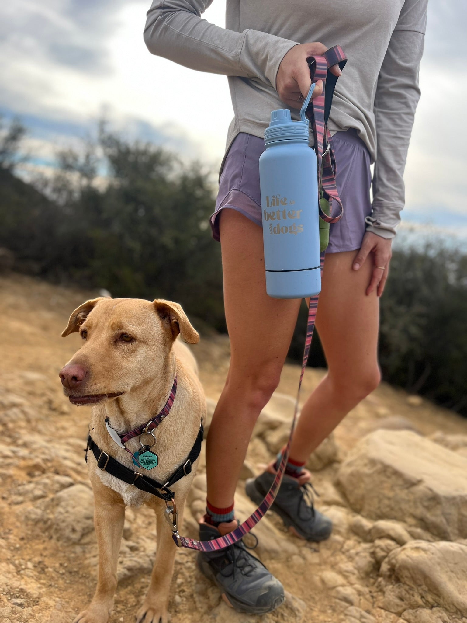 Dog with Bag