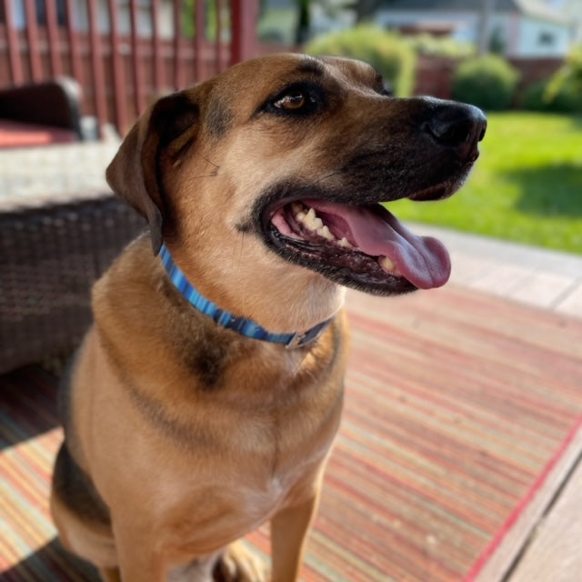 Waterproof Dog Collar & 6 ft Leash Set: Blue