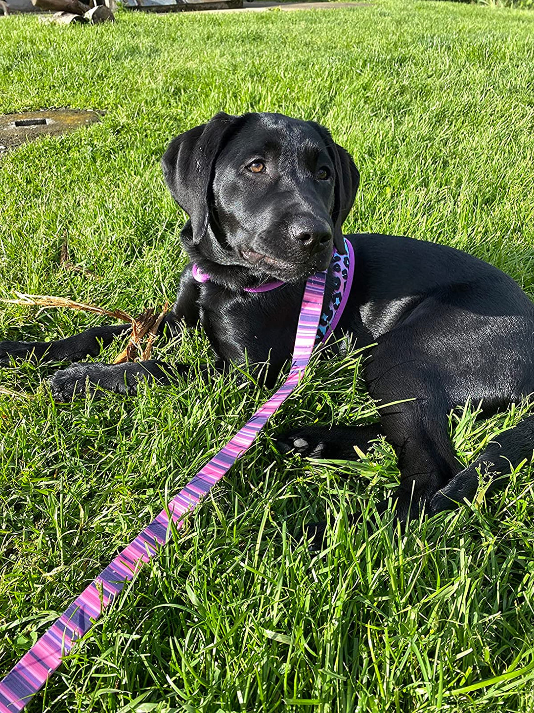 Waterproof Dog Collar & 6 ft Leash Set: Teal