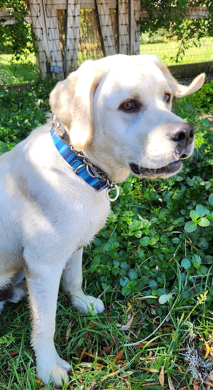 Waterproof Dog Collar & 6 ft Leash Set: Blue