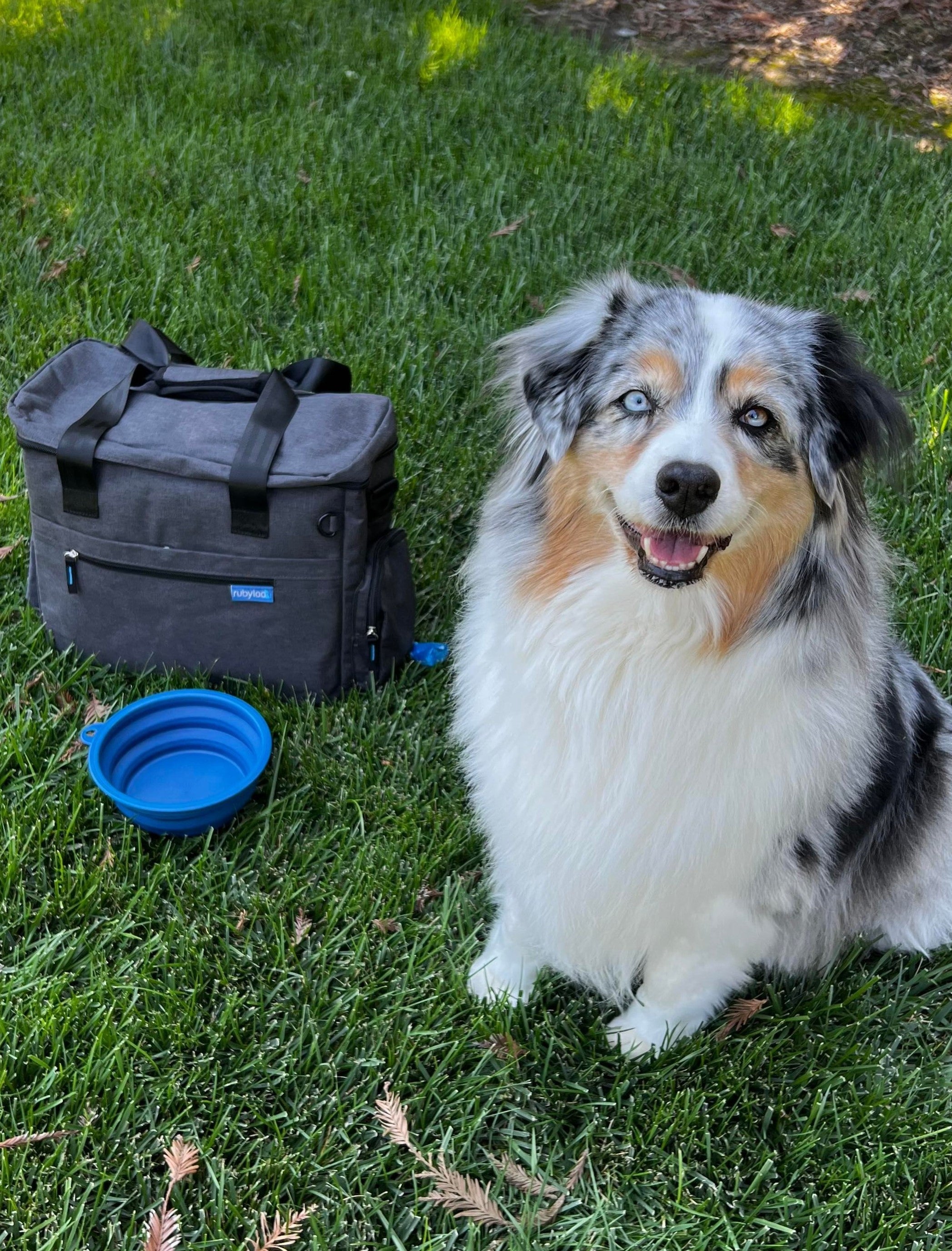 Dog with Bag