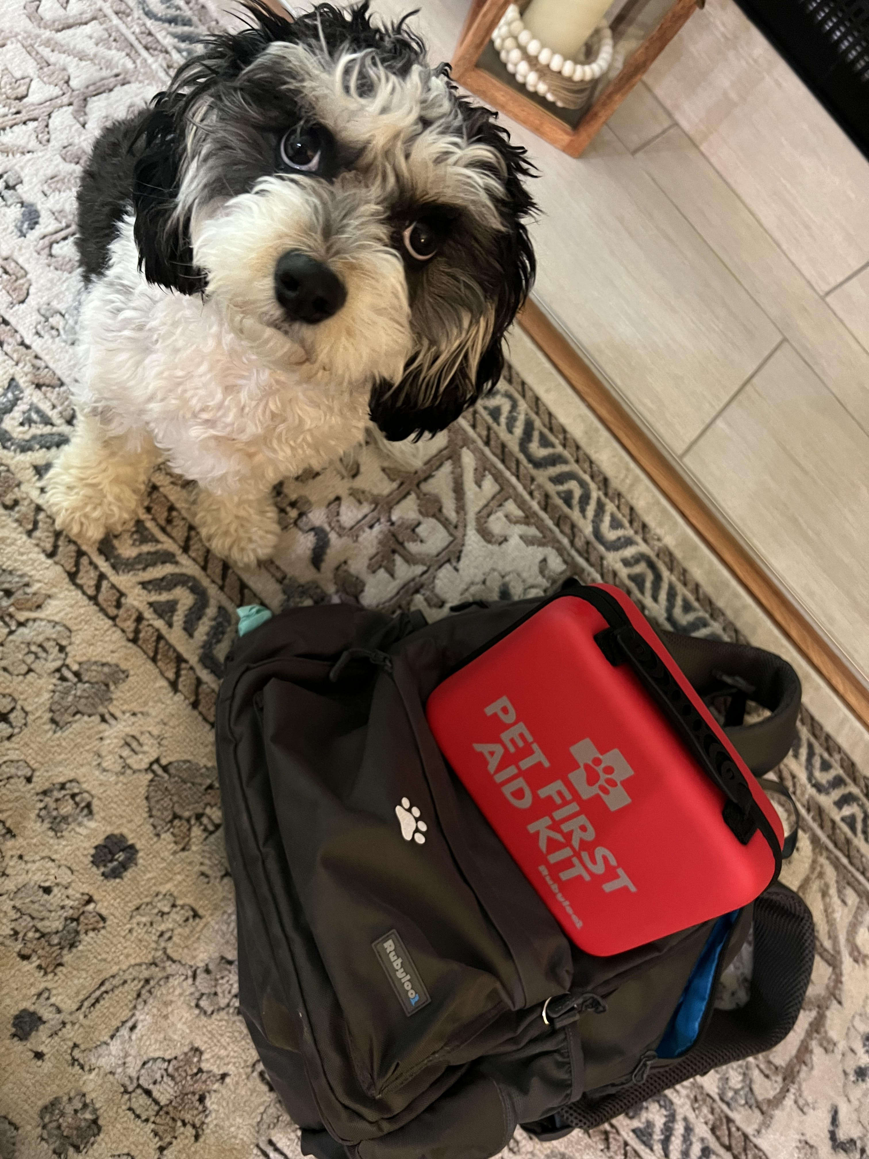 Dog with Bag