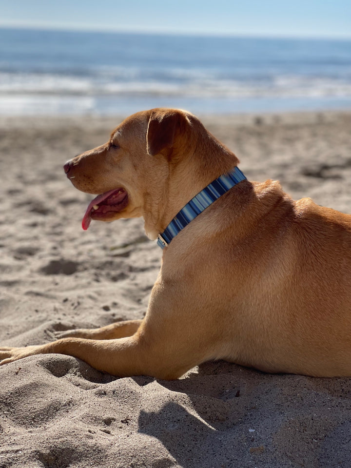 Waterproof Dog Collar & 6 ft Leash Set: Blue