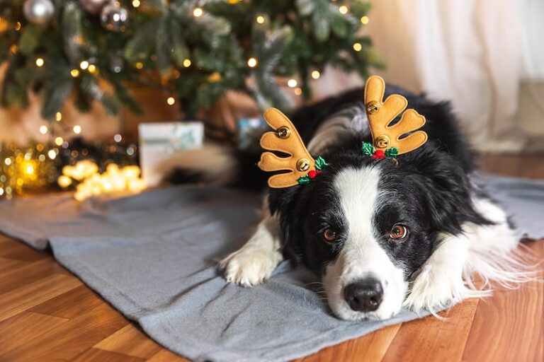 Best Gifts for Dogs: Top picks for your furry friends