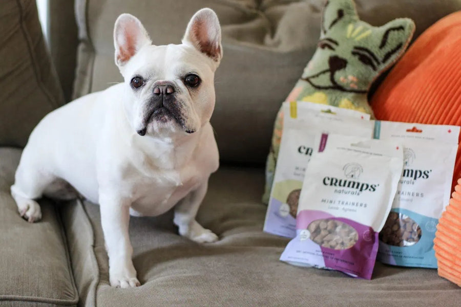 An Essentials Checklist For Every New Dog Or Cat Owner 